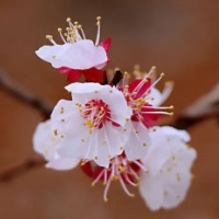 杏花的花期一般是幾月份？